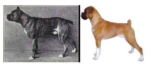 To ask you to help me choose my DOG BREED? Doberman or Boxer
