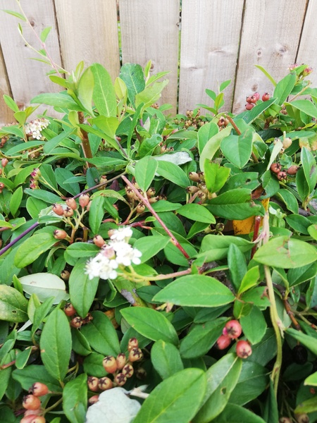 Any idea what this shrub is?