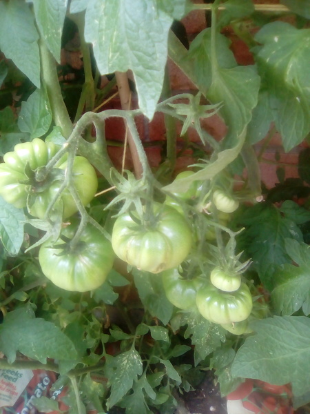 Westminstenders: On An Election Footing