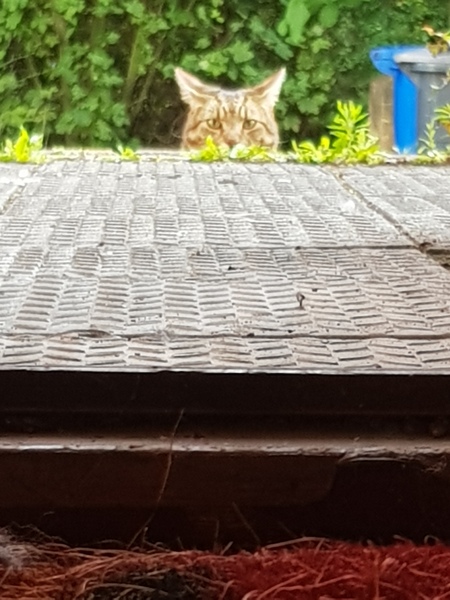 Next door's -thug- cat