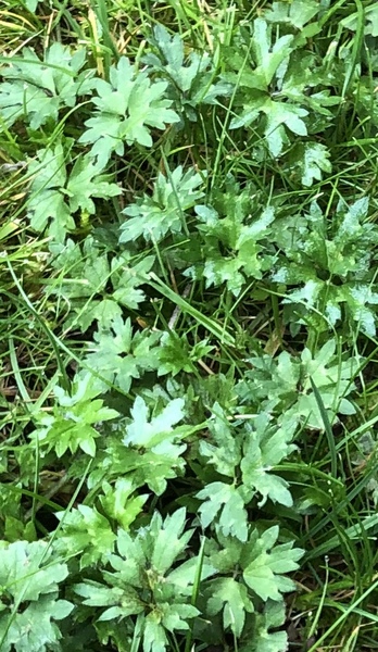 Is this a weed growing in my grass?