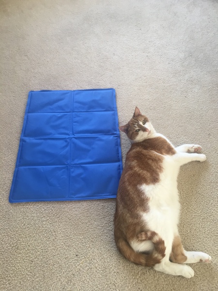 Cats and hot weather
