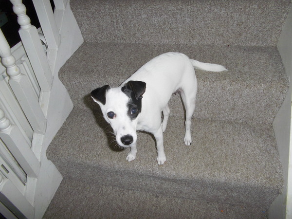 Westminstenders: Prime Minister Johnson