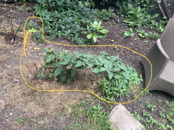 Does this blackberry need staking? Cutting?