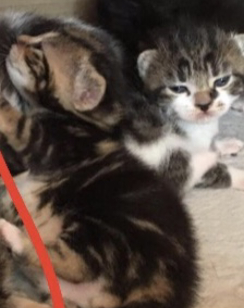 Kitten photo! Need advice