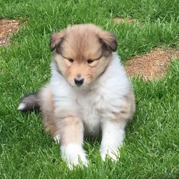 A Sunday night dog photo thread