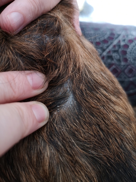 Why is my puppy so itchy? And what course of action?