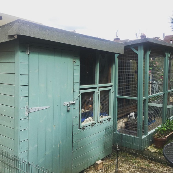 Has anyone got a house rabbit