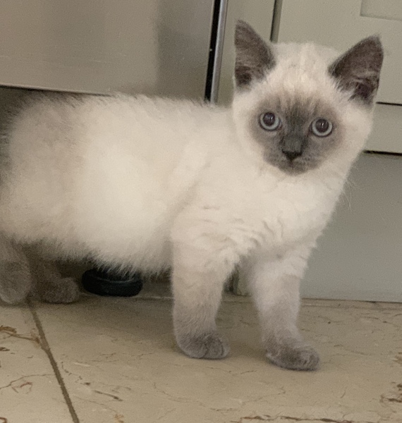 Help me name my new kitten