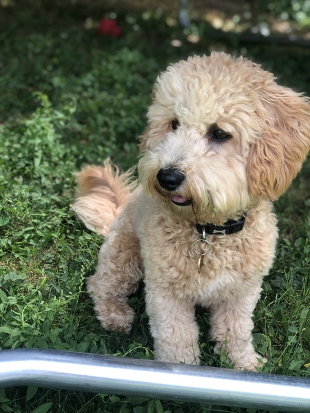 Adolescence is making my dog a bastard!