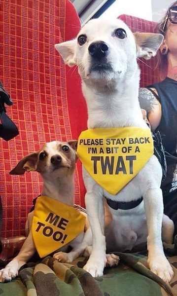 To have screamed at Chihuahua man?