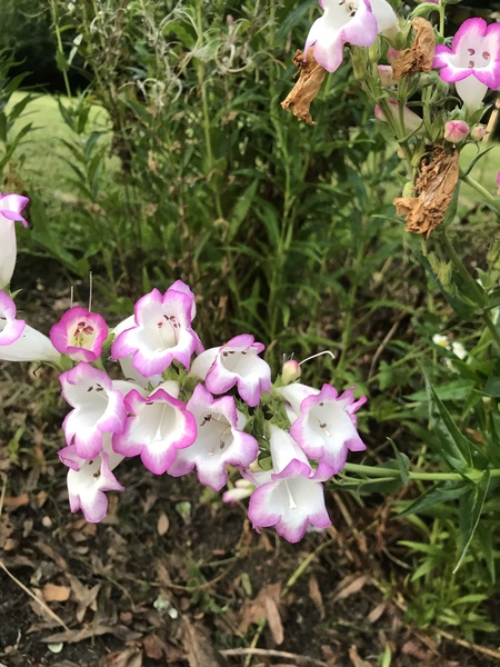 What is this? Please help me 😘