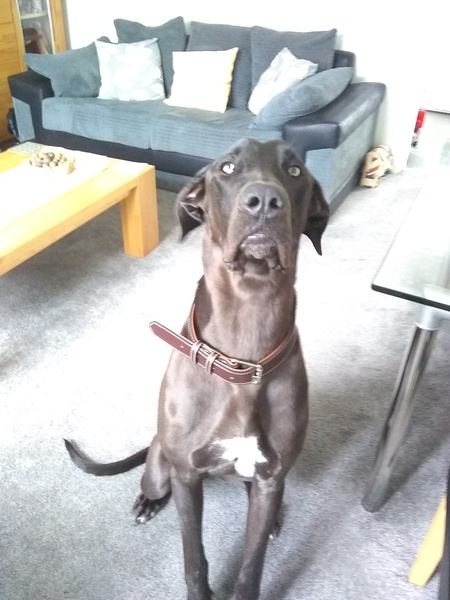 A Sunday night dog photo thread