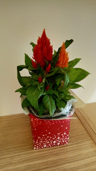 What is this plant, and can I plant it outside?