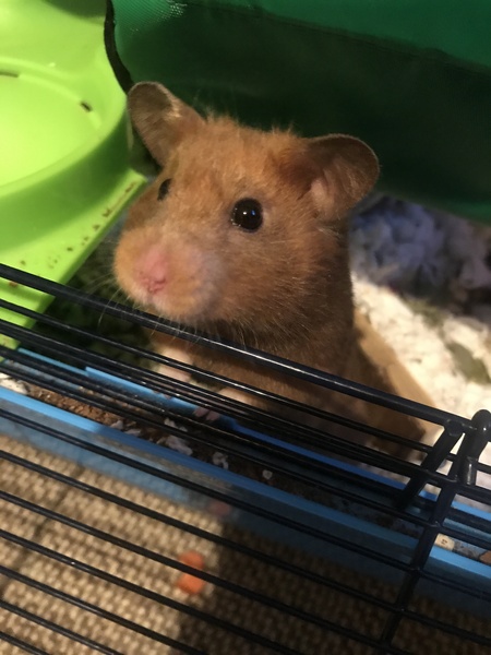 To let my hamster be a house hamster?