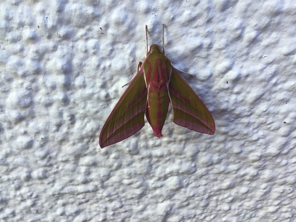 What kind of moth is this?