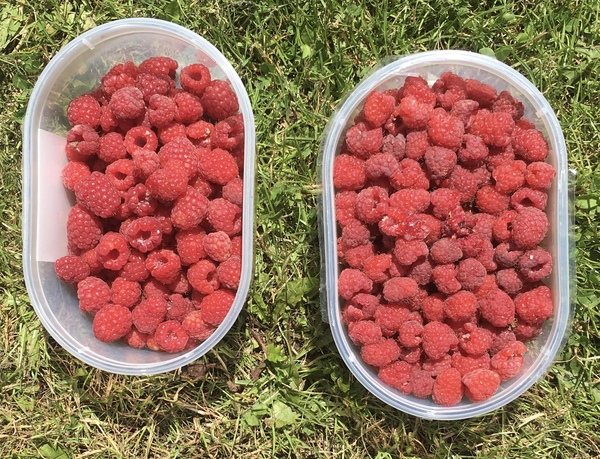 Allotment/Veg Patch Thread 14 ! growing into summer