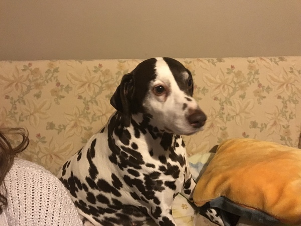 A Sunday night dog photo thread