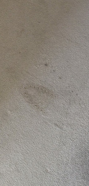 Should I thorough clean, repaint and change the carpet before going on the market?