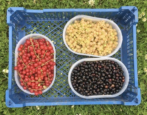 Allotment/Veg Patch Thread 14 ! growing into summer