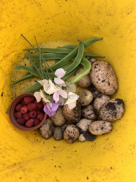 Allotment/Veg Patch Thread 14 ! growing into summer