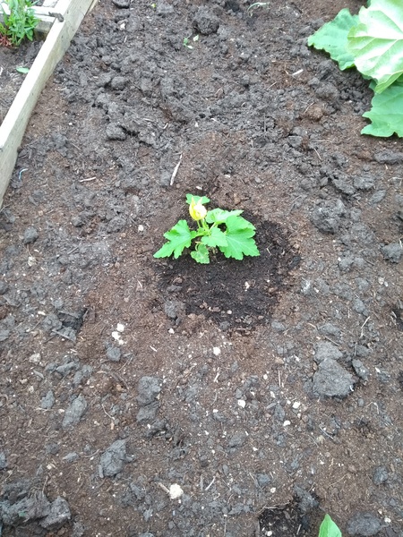 What the dickens us going on with my courgettes?