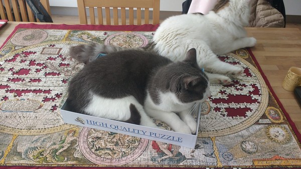 Why are cats such dicks?