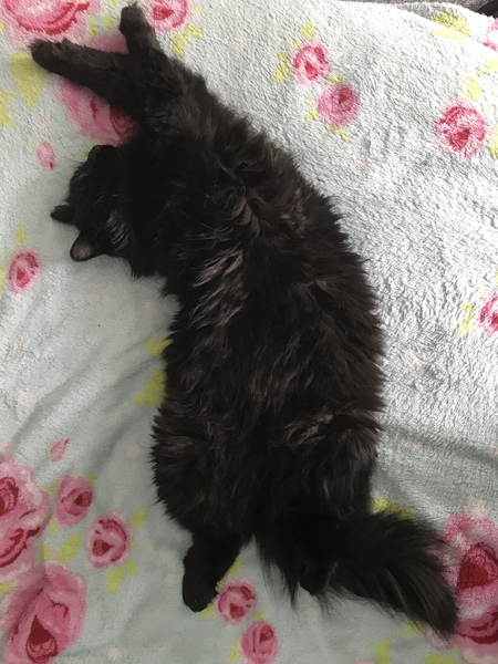 Smooshy tummy