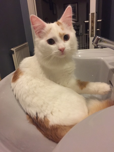 To think the kitchen fruit bowl is not the place for the cat to snooze in!