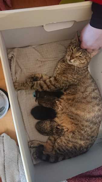 Cat- kittens-baby..