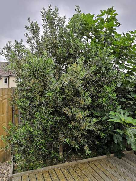 How much to remove a large shrub?