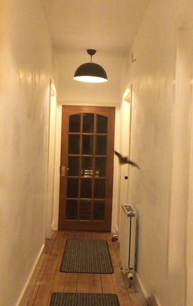 HUGE Black Flying Moth in my House
