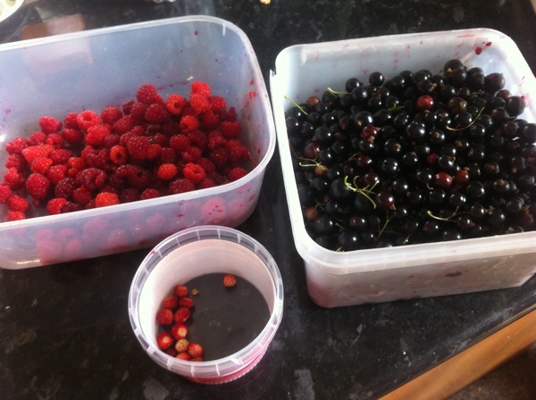 Allotment/Veg Patch Thread 14 ! growing into summer