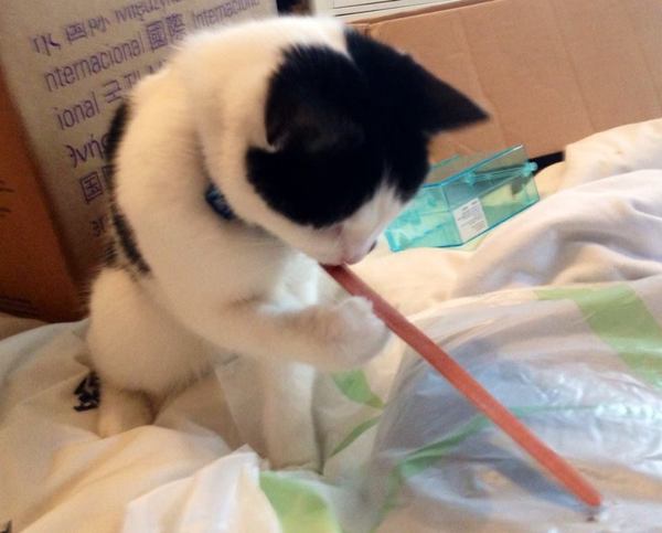 To think I have  very clever cat?