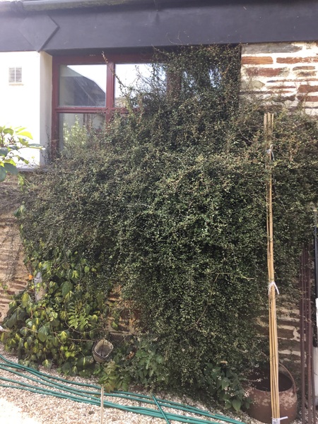Is planting this plant a good idea?