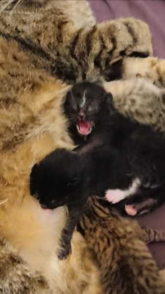 Cat- kittens-baby..