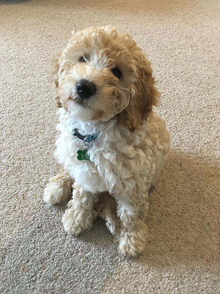 New miniature poodle puppy advice!