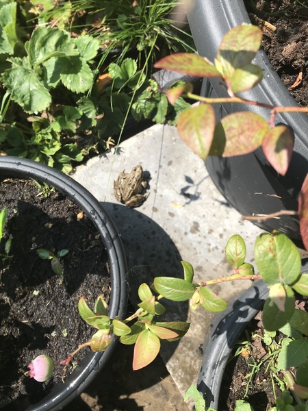 Westministenders: A New Approach? No chance.