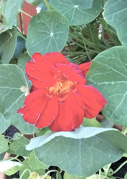 Any Witches Here? Part 9.