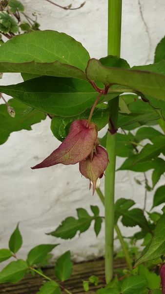 Plant ID help please!