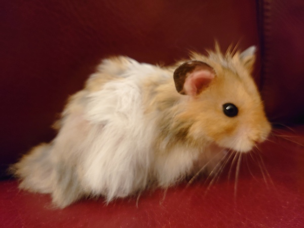To let my hamster be a house hamster?