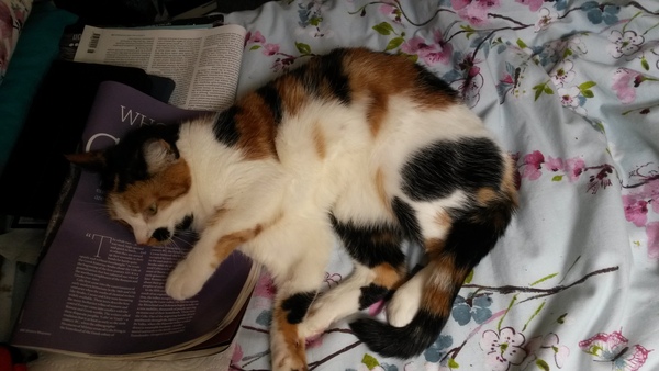 Pilling the cat: 100 easy steps