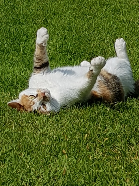 Cats in this heat...