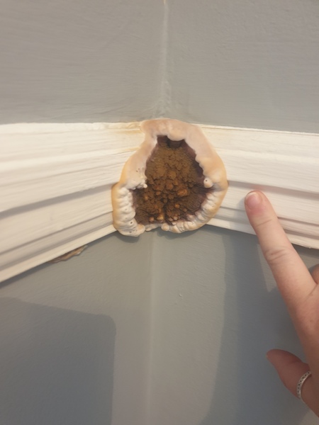 Dry rot experiences?