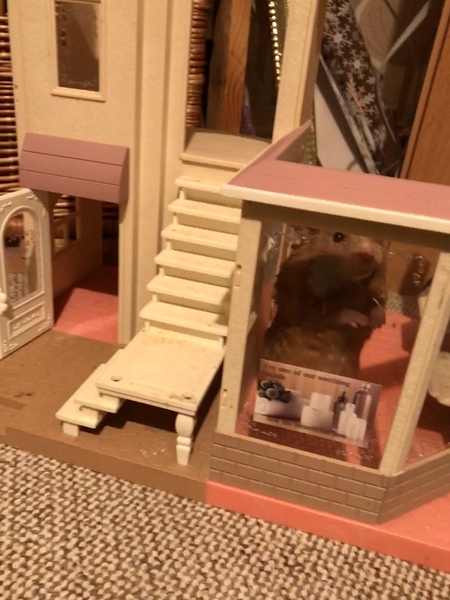 To let my hamster be a house hamster?