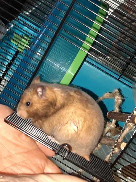 To let my hamster be a house hamster?