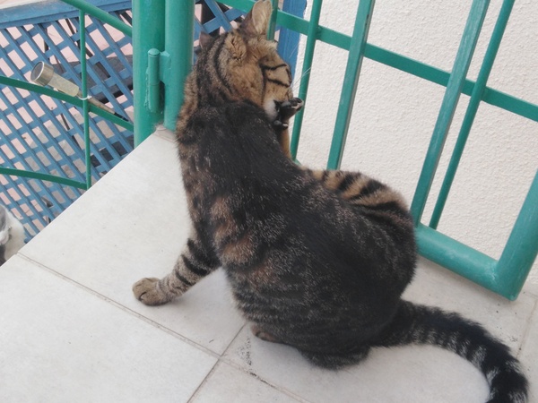 Boycat and his new 'walk'