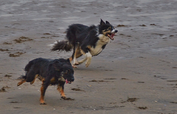 Another dog breed advice thread - sorry!