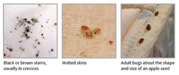 Mother believes she infested with parasites :(