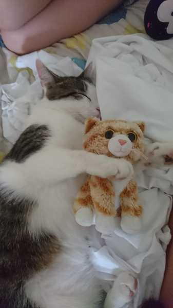 To get a cat?